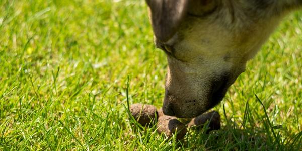 What to put in dog deals food to stop eating poop